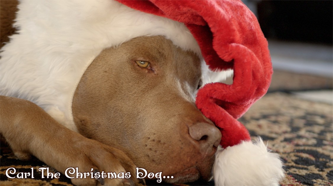 Lacy J. Dalton Carl The Christmas Dog
